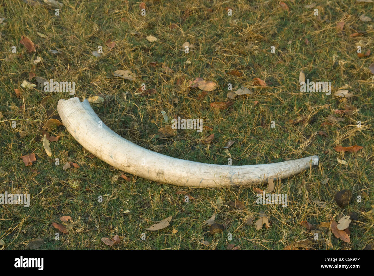 Elephant tusk lying on the Okavango floodplain Stock Photo