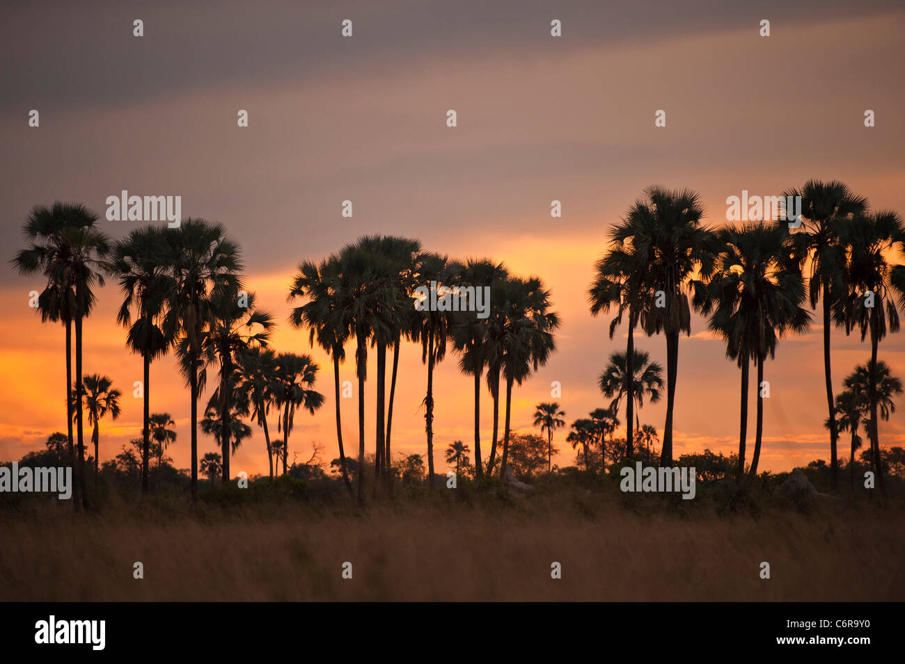 Mokolwane palms (Hyphaene ventricosa) at sunset Stock Photo