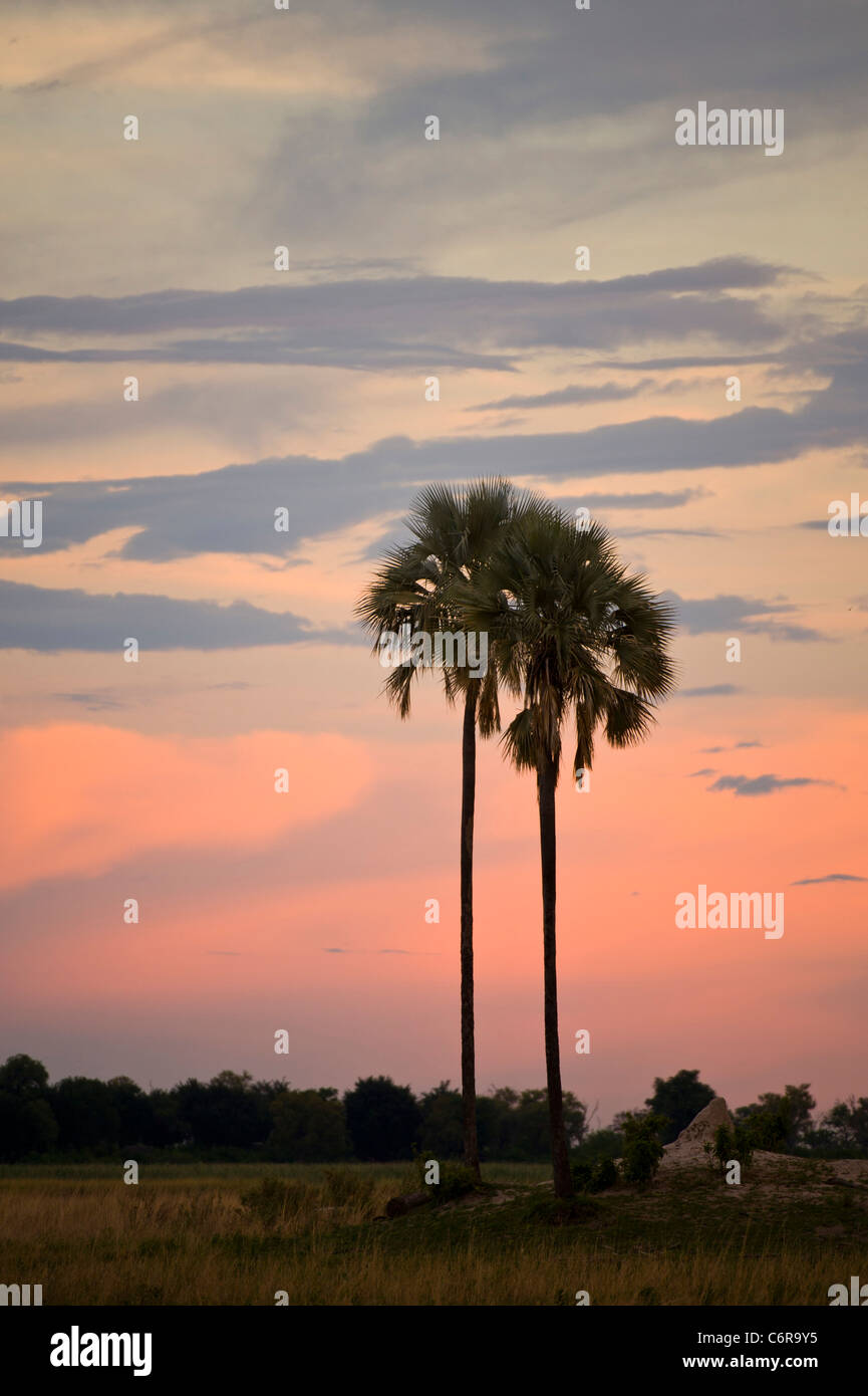 Mokolwane palms (Hyphaene ventricosa) at sunset Stock Photo