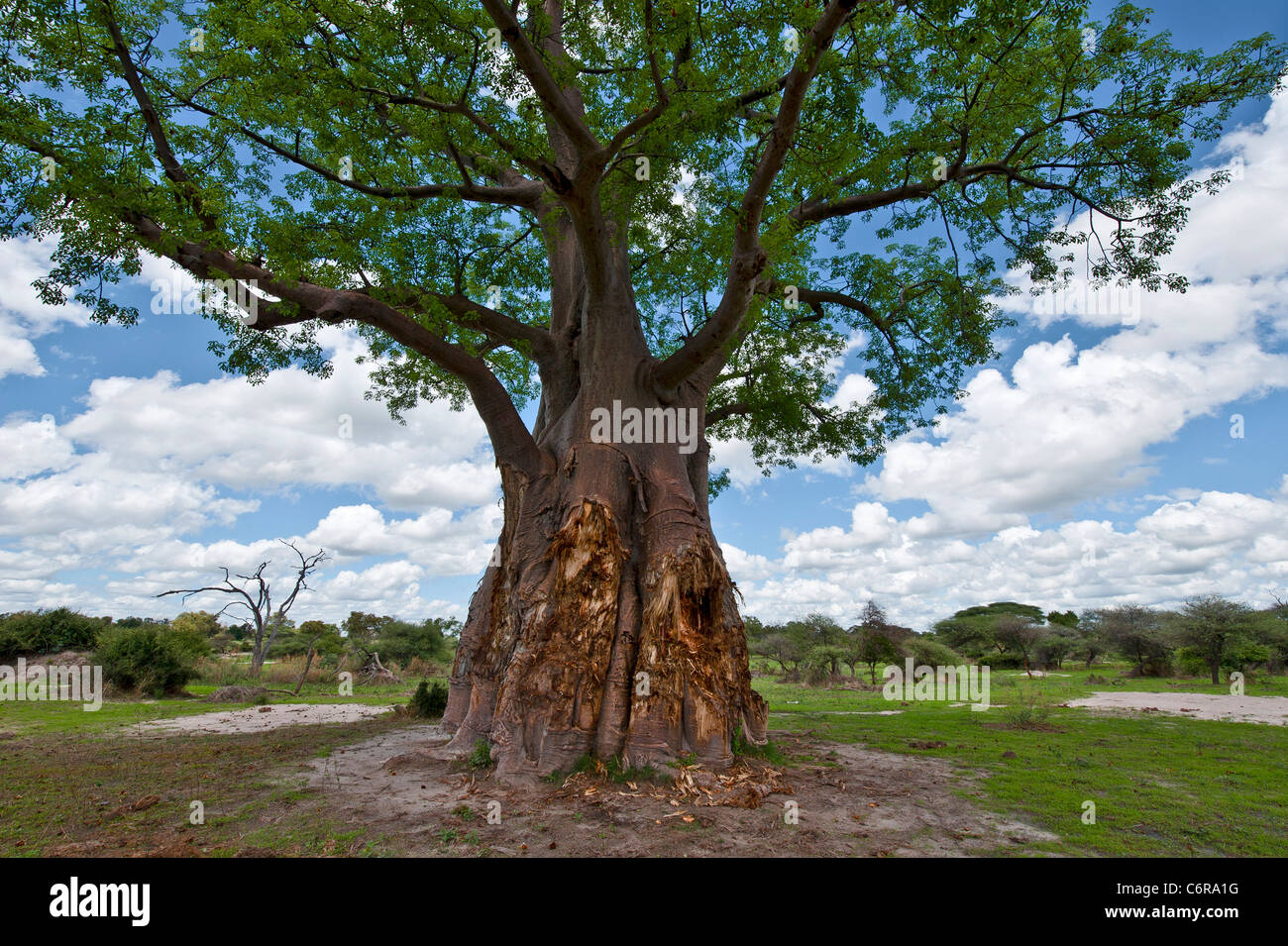 Baobab tree showing damage from elephants Stock Photo