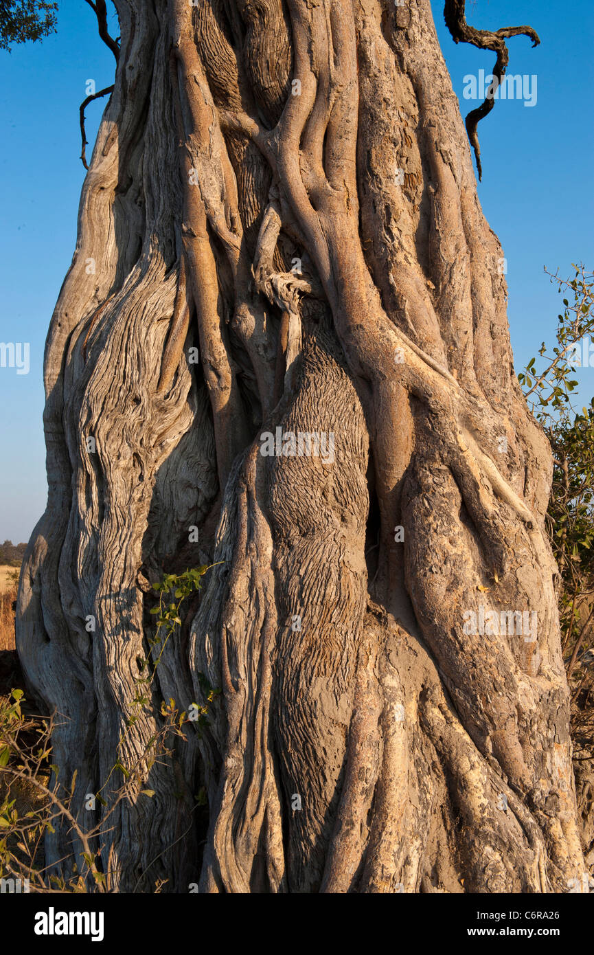 Close up of trunk of common wild fig tree (Ficus natalensis) or strangler fig Stock Photo