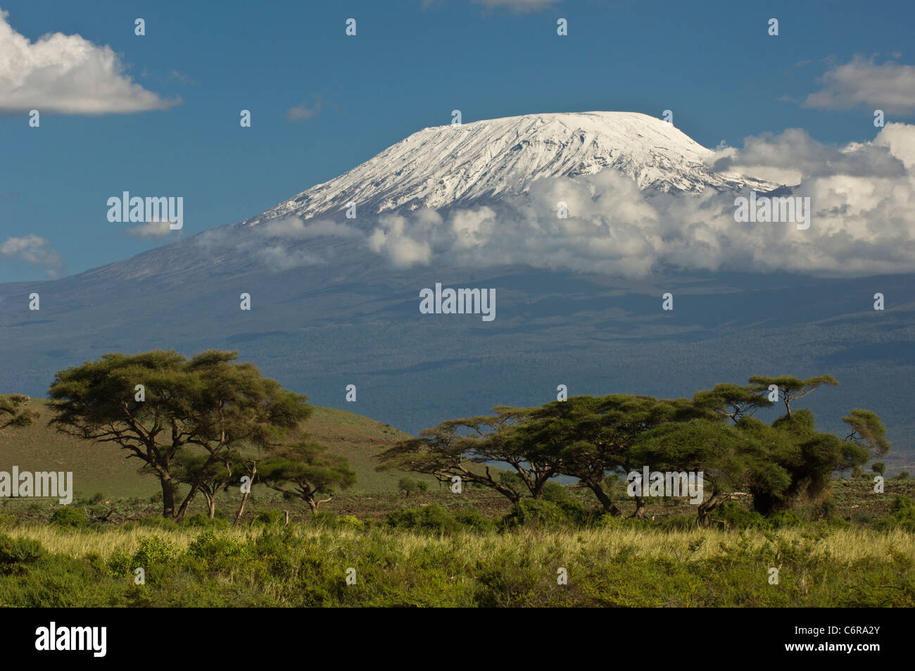The snow-capped Kibo peak of Mt Kilimanjaro towers over a cluster of umbrella thorn acacias (Acacia tortilis) Stock Photo