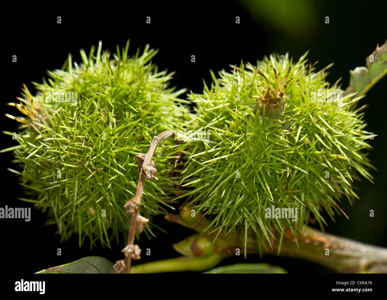Spiky fruit of the sweet or Spanish chestnut (Castanea sativa) Stock Photo