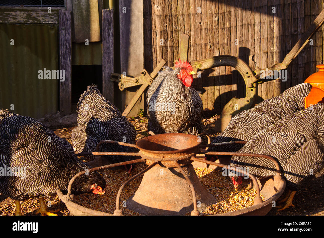 Chickens eating grain in the morning Stock Photo Alamy