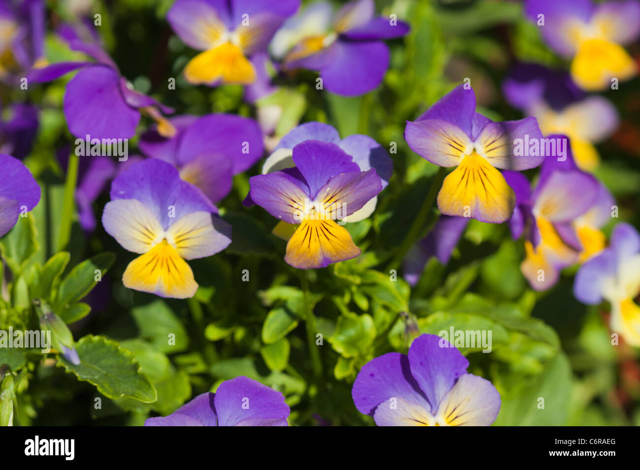 Violet yellow pansies in green nature Stock Photo
