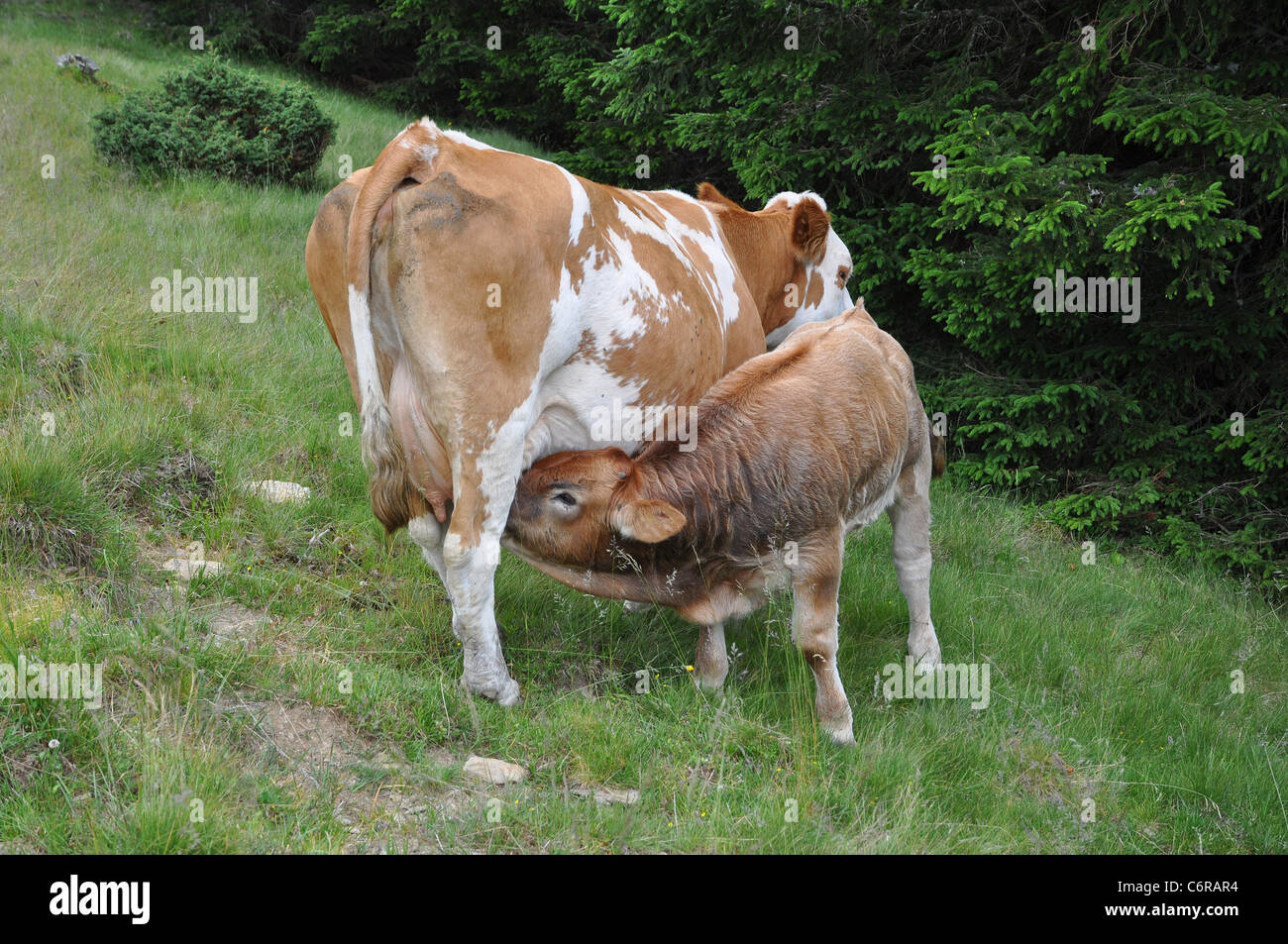 Scottish highland calf drinking by her mother cow Stock Photo Alamy