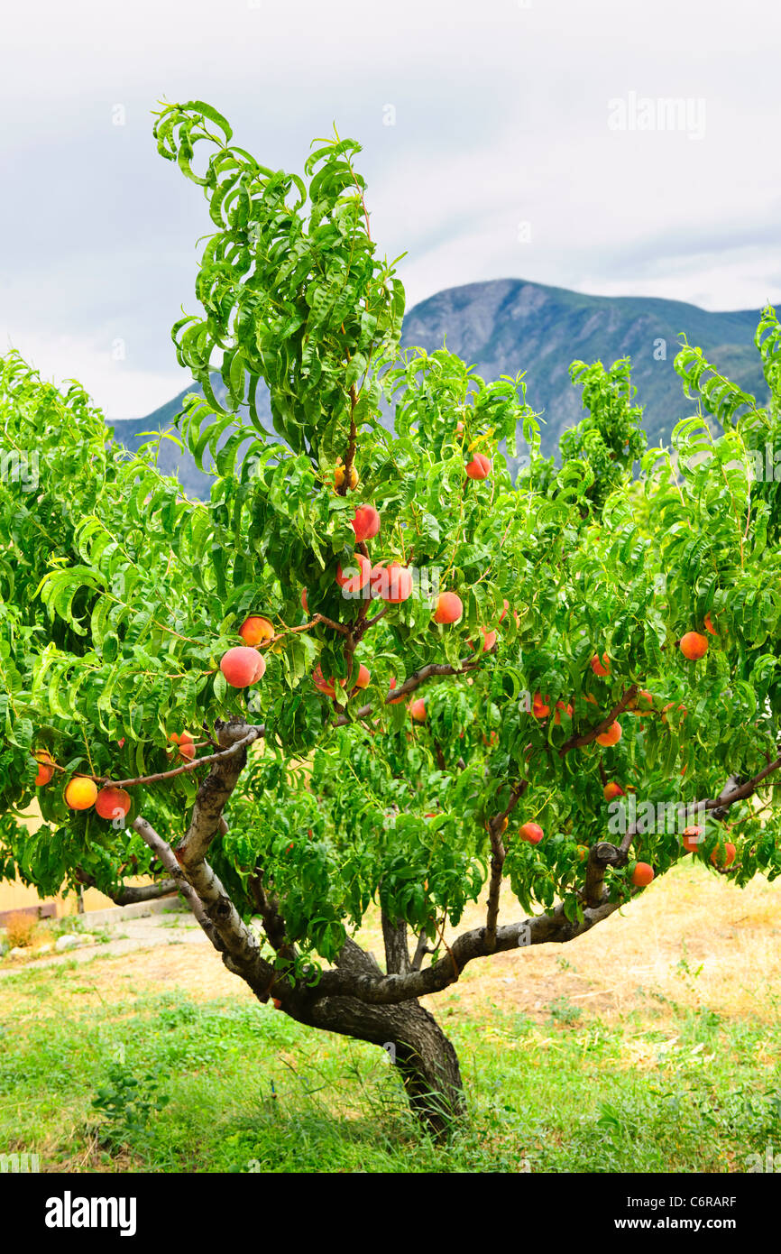 Peach tree with ripe fruit in Okanagan valley, British Columbia Canada Stock Photo