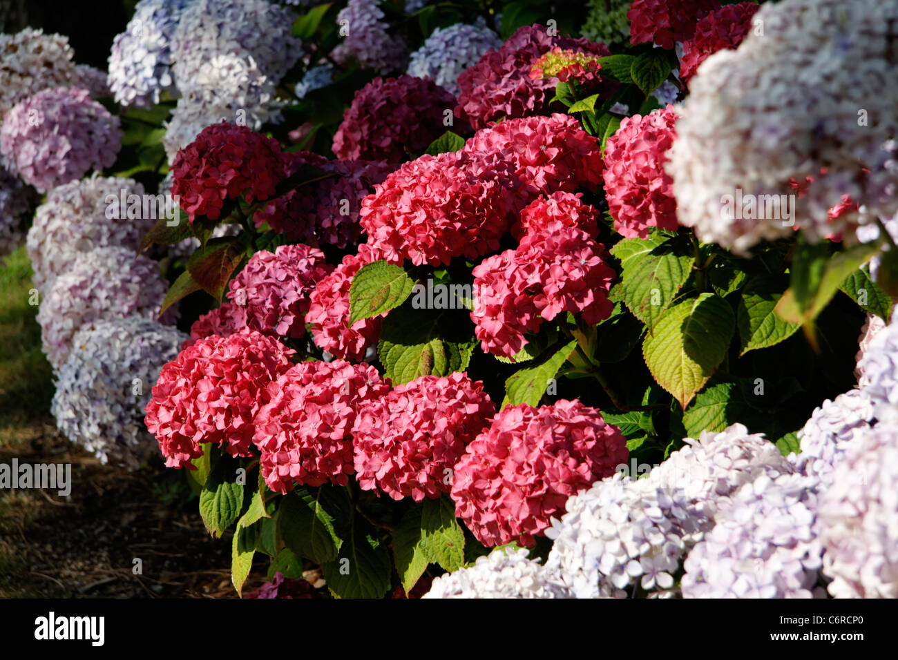 Hortensia Hydrangea Macrophylla Stock Photo Alamy