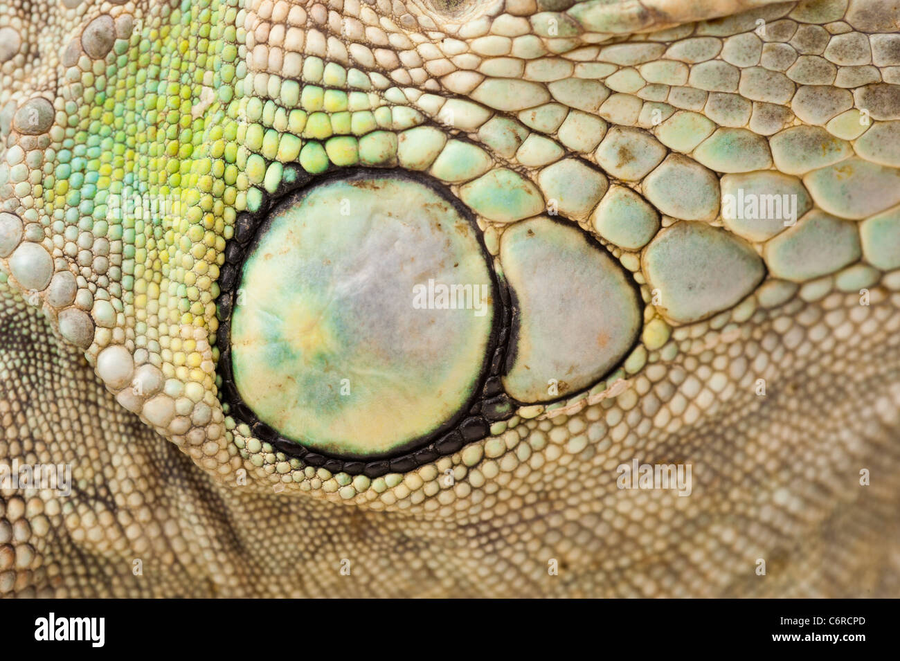 macro view to green iguana skin Stock Photo