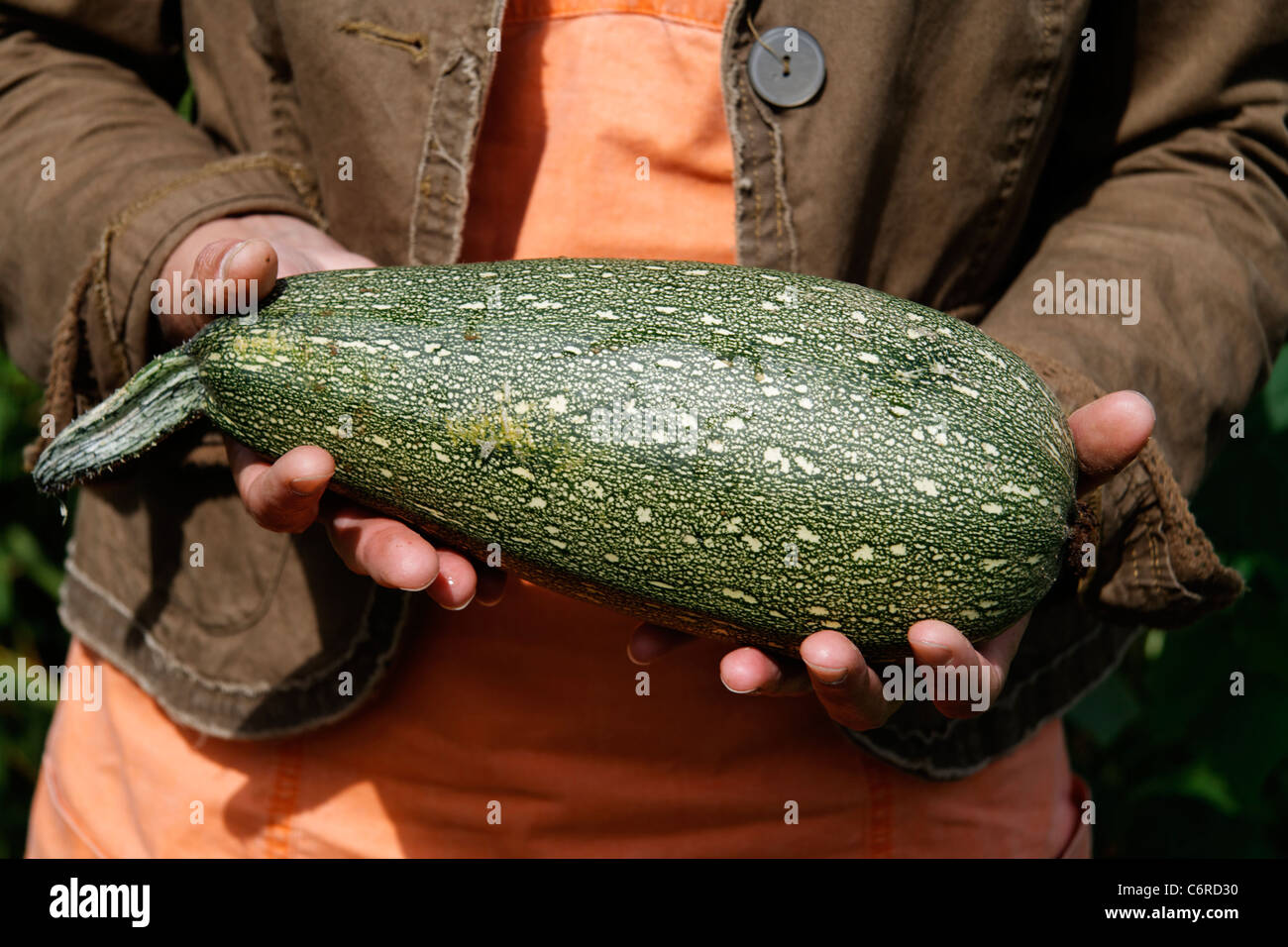 Courgette Hands High Resolution Stock Photography And Images Alamy