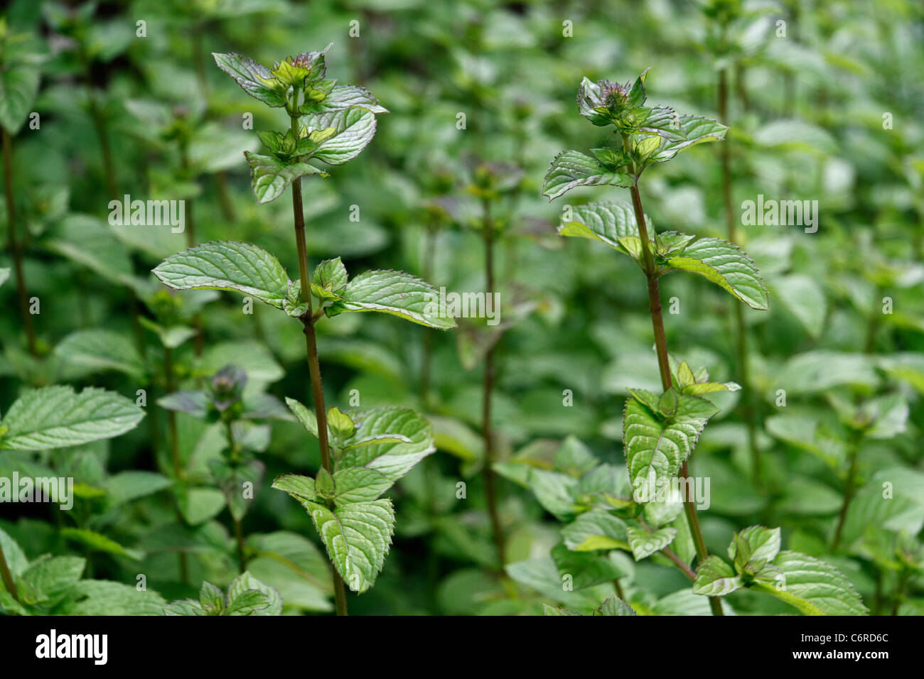 Peppermint (Mentha x piperita). Stock Photo