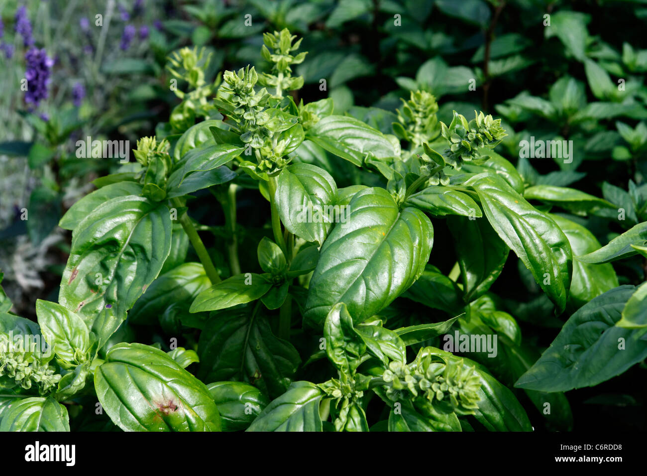 Ocimum basilicum hi-res stock photography and images - Alamy