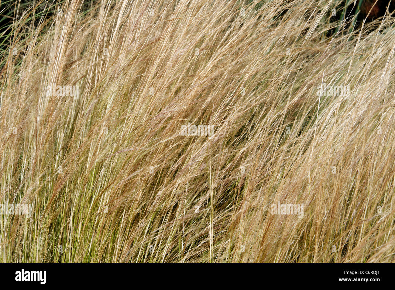Feather grass (Stipa pennata) Stock Photo