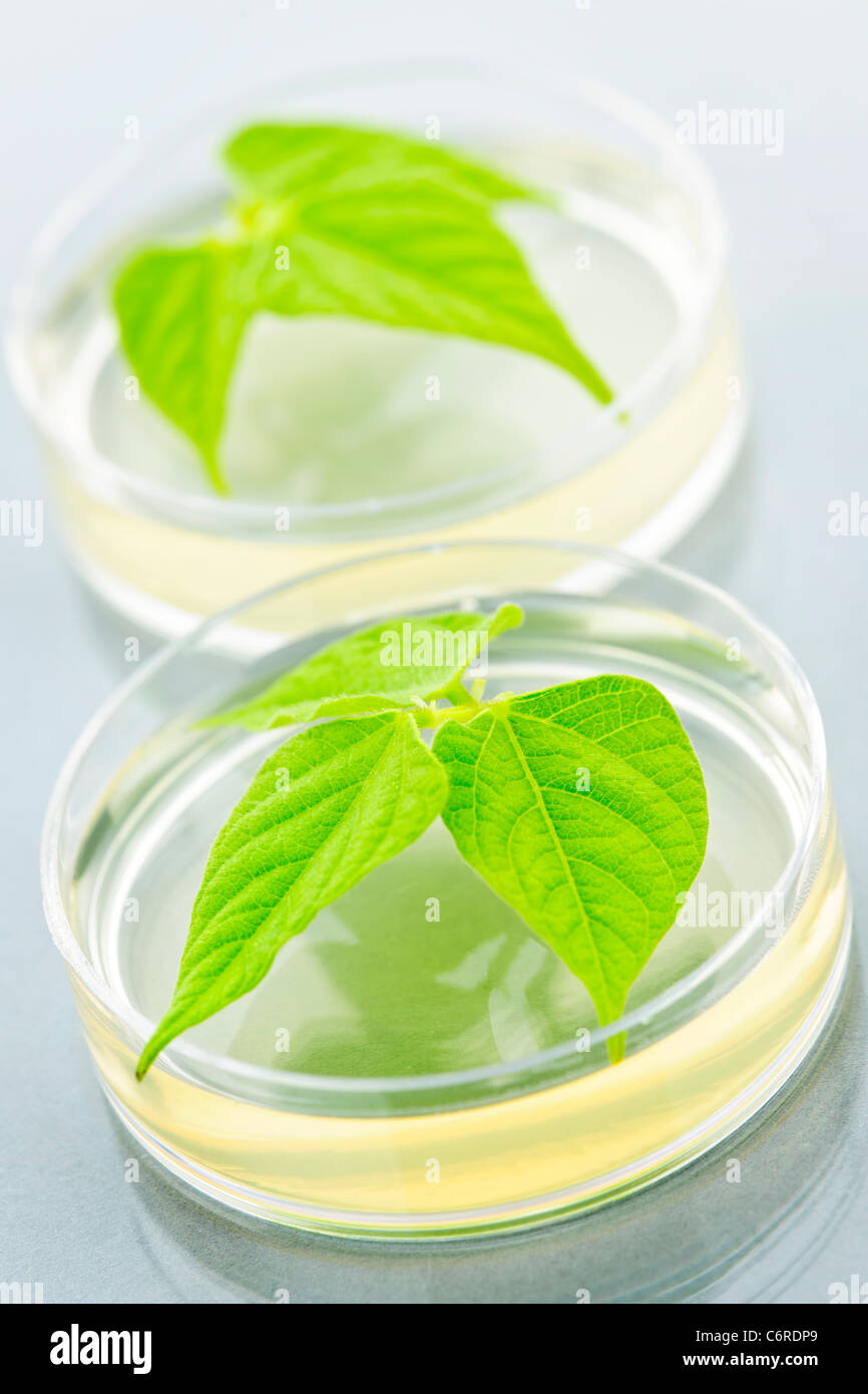 Genetically modified plants tested in petri dishes Stock Photo