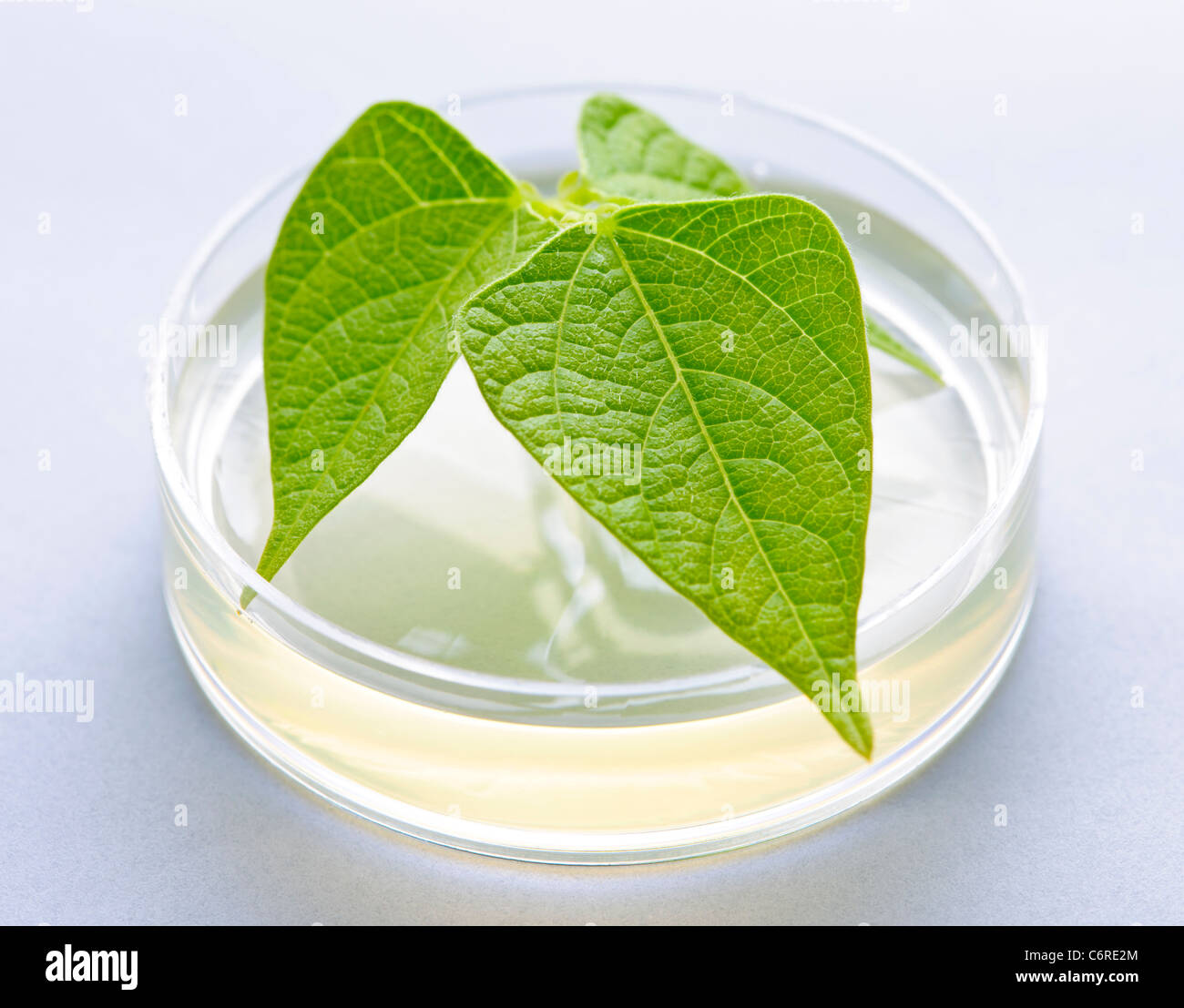 Genetically modified plant tested in petri dish Stock Photo