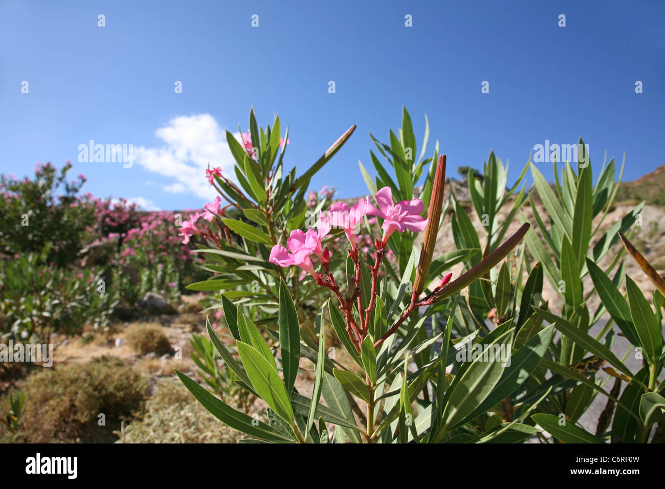 Landscape with Oleander Stock Photo