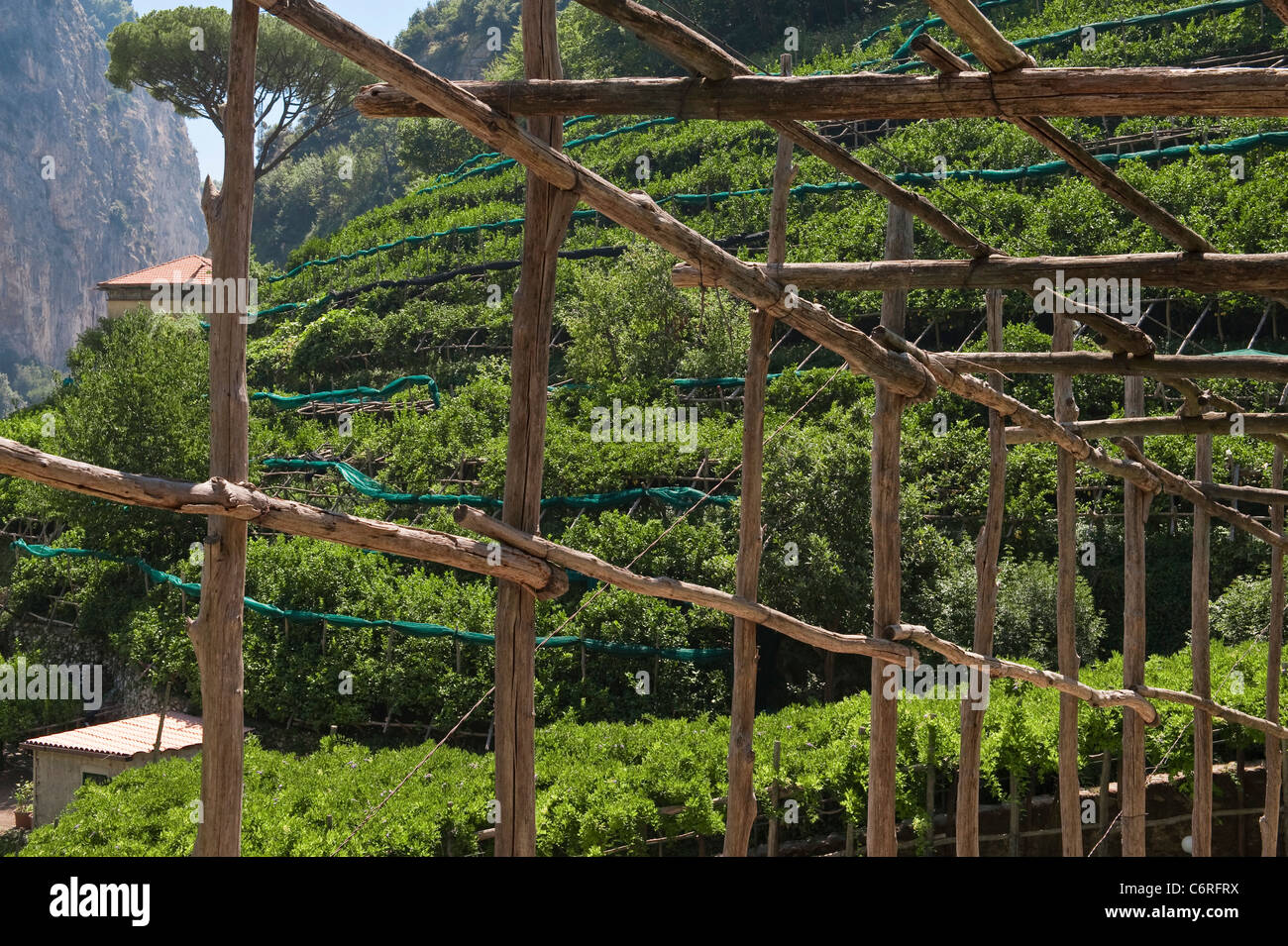 The lemon gardens of Amalfi, Italy. Frameworks of chestnut poles provide protection from the weather Stock Photo