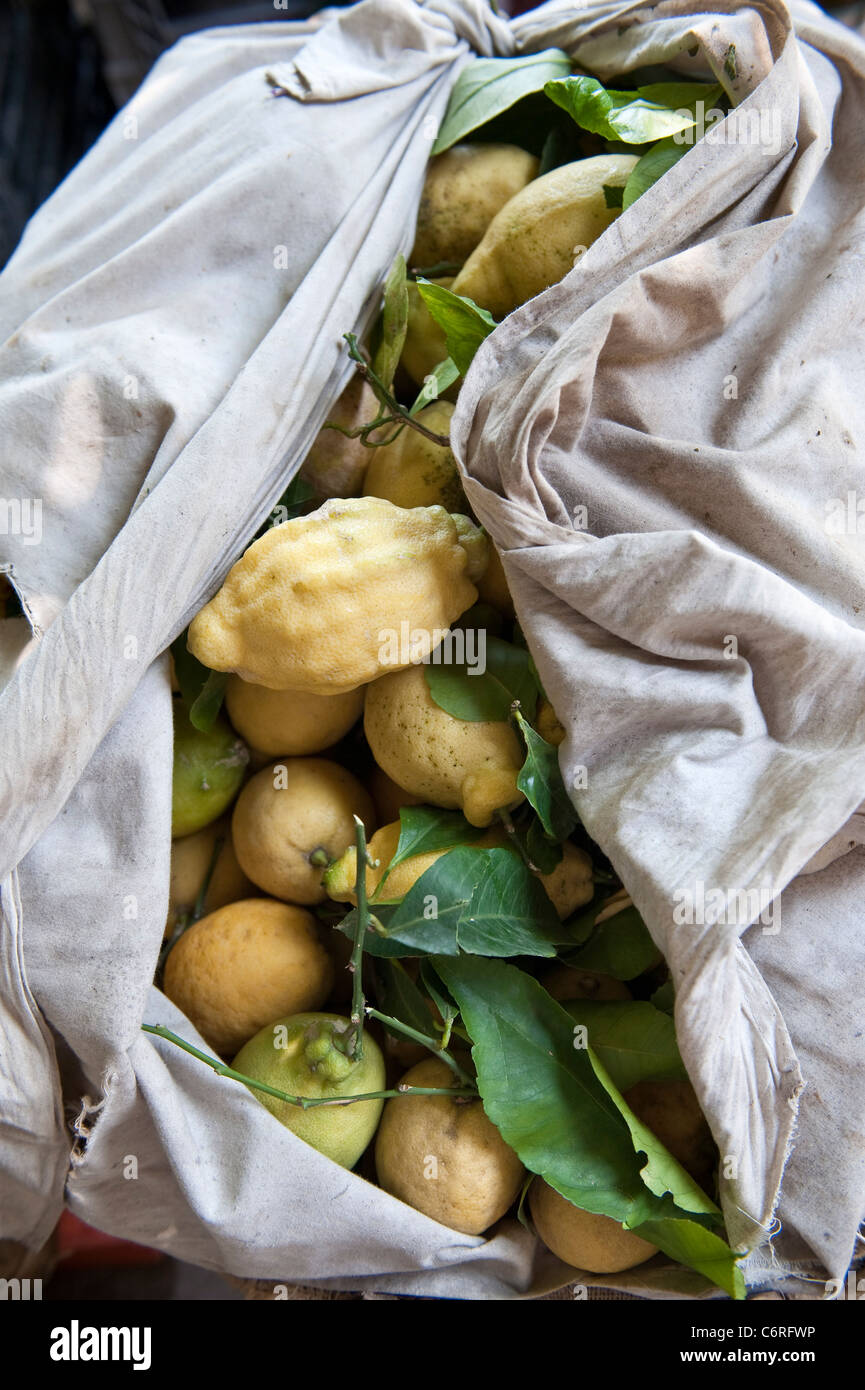 A sack of freshly picked organic lemons from the lemon gardens of Amalfi, Italy Stock Photo