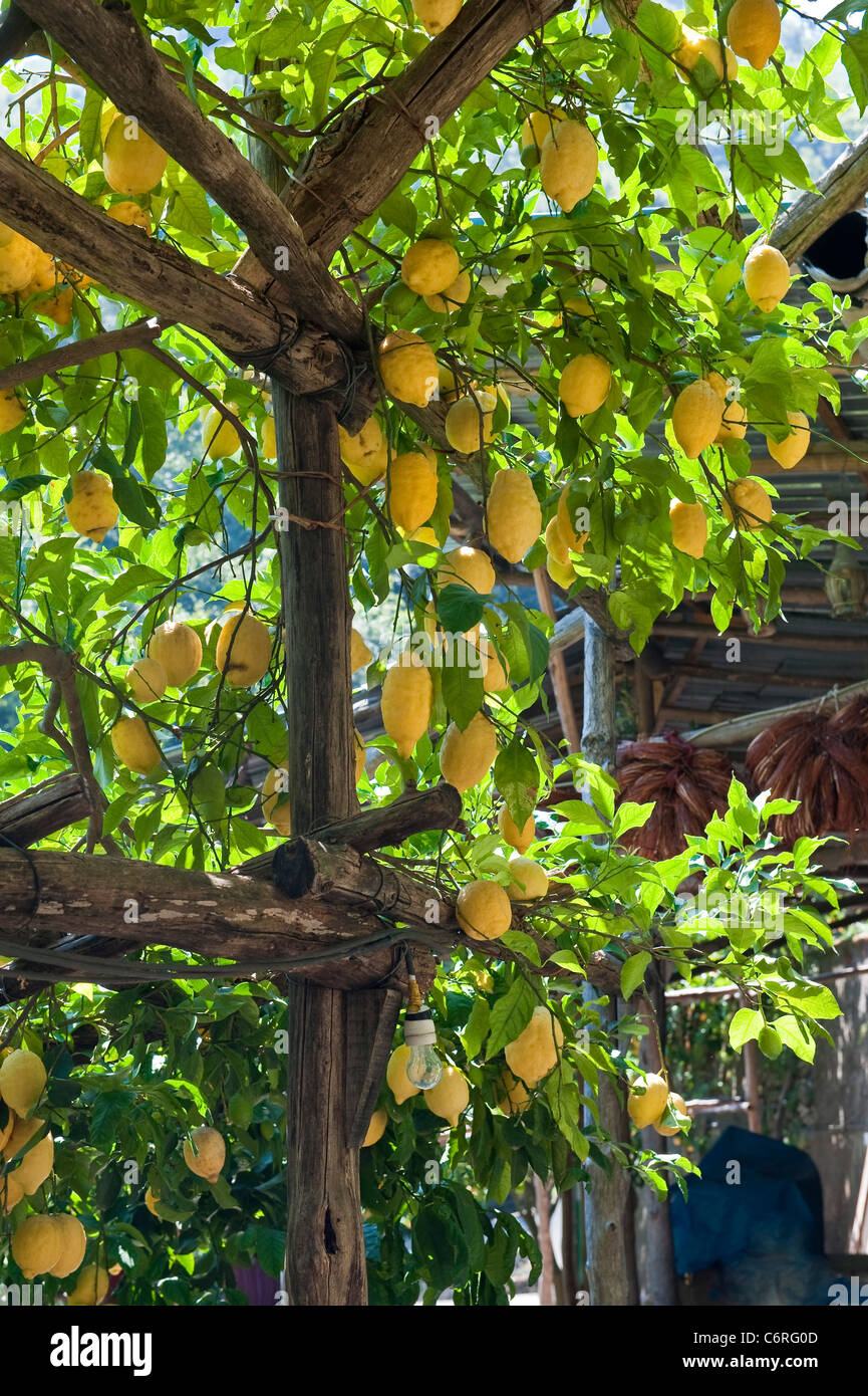 Lemons growing over a timber frame in a commercial lemon garden in the