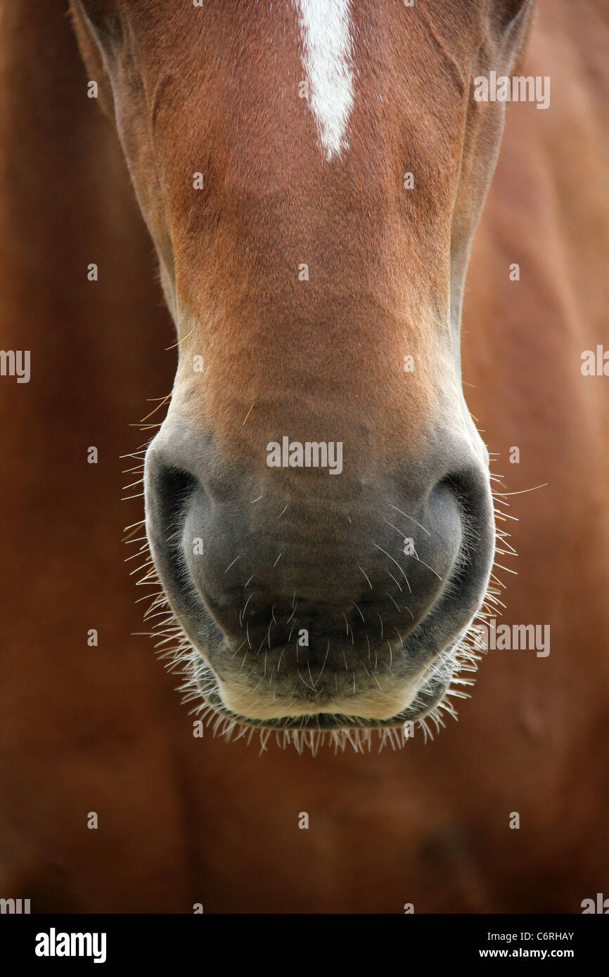 Close up horses mouth hires stock photography and images Alamy