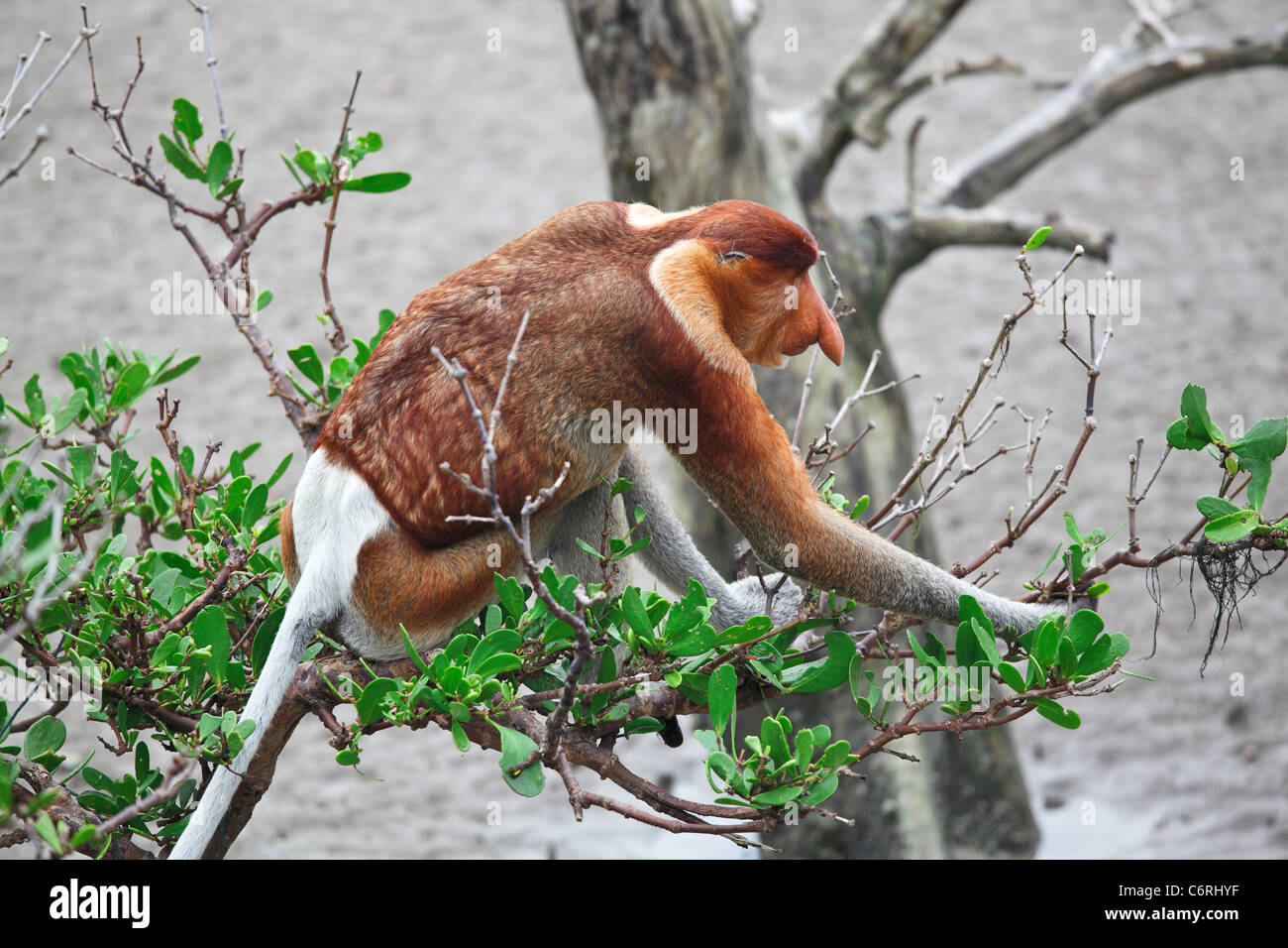 long nosed in bako national park,malaysia Stock Photo