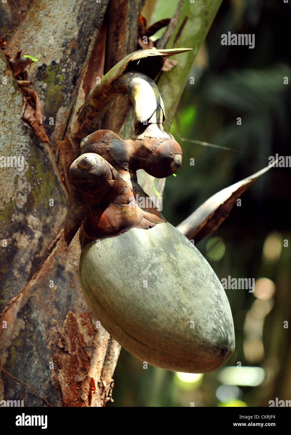 Coco de Mer fruit, Seychelles Stock Photo Alamy