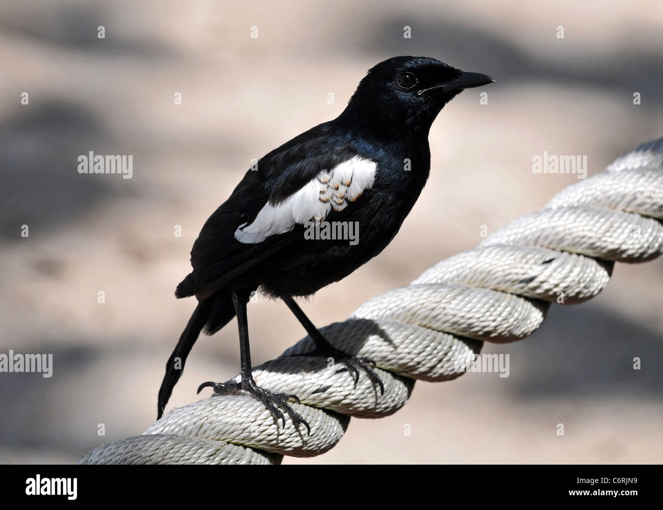 Seychelles Magpie Robin (Copsychus sechellarum) endangered bird from the Seychelles in the Indian Ocean. Stock Photo