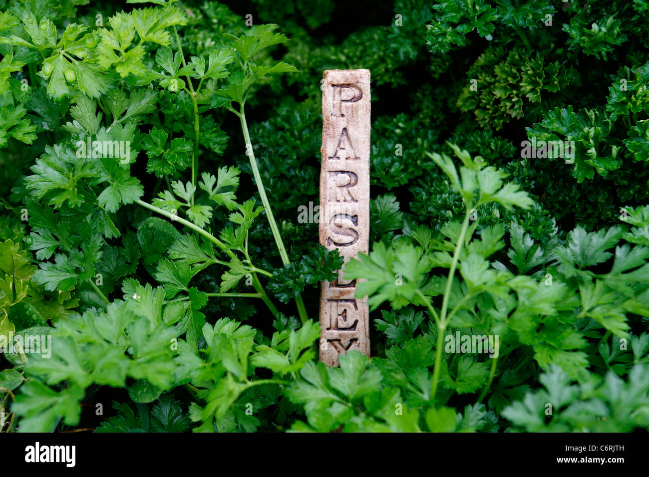 Garden parsley (Petroselinum crispum and Petroselinum Hortense). Stock Photo