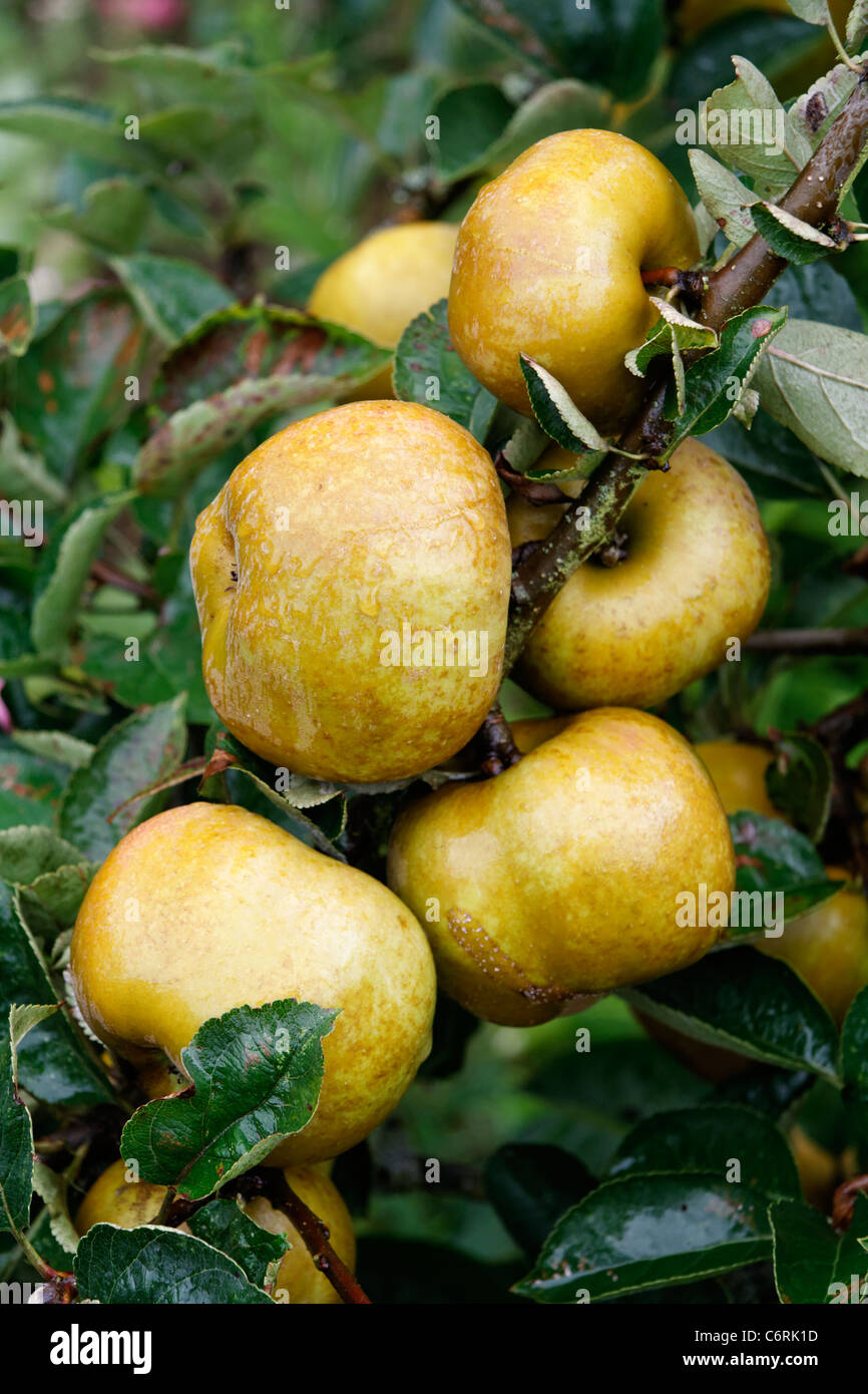 Russet apples (Reinette Grise du Canada) on branch. Stock Photo