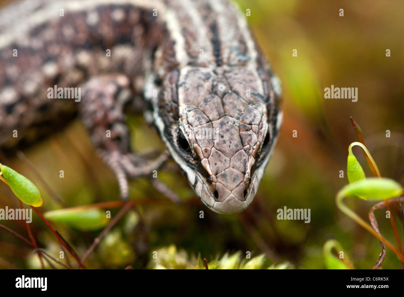 A head on image of a Common Lizard walking through moss. Stock Photo