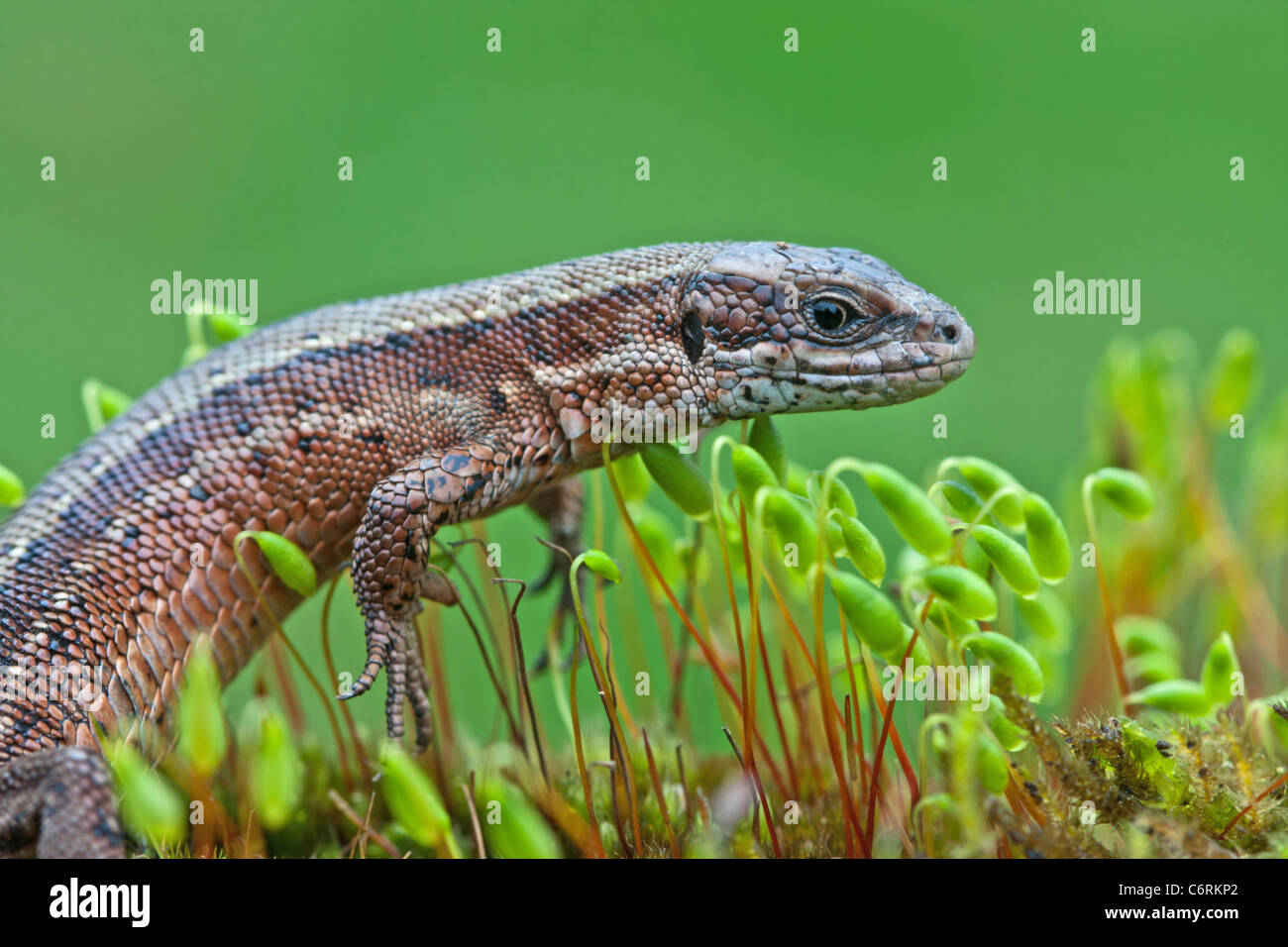 A captive Common Lizard walking on moss with a green background Stock Photo