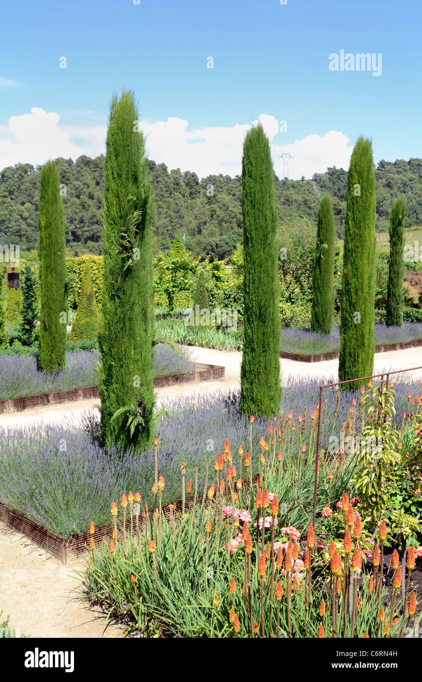 Avenue or Line of Mediterranean Cypress Trees, Beds of Lavender & Red Hot Pokers, Tritoma or Torch Lilies, Val Joannis Gardens or Domaine, Pertuis Stock Photo