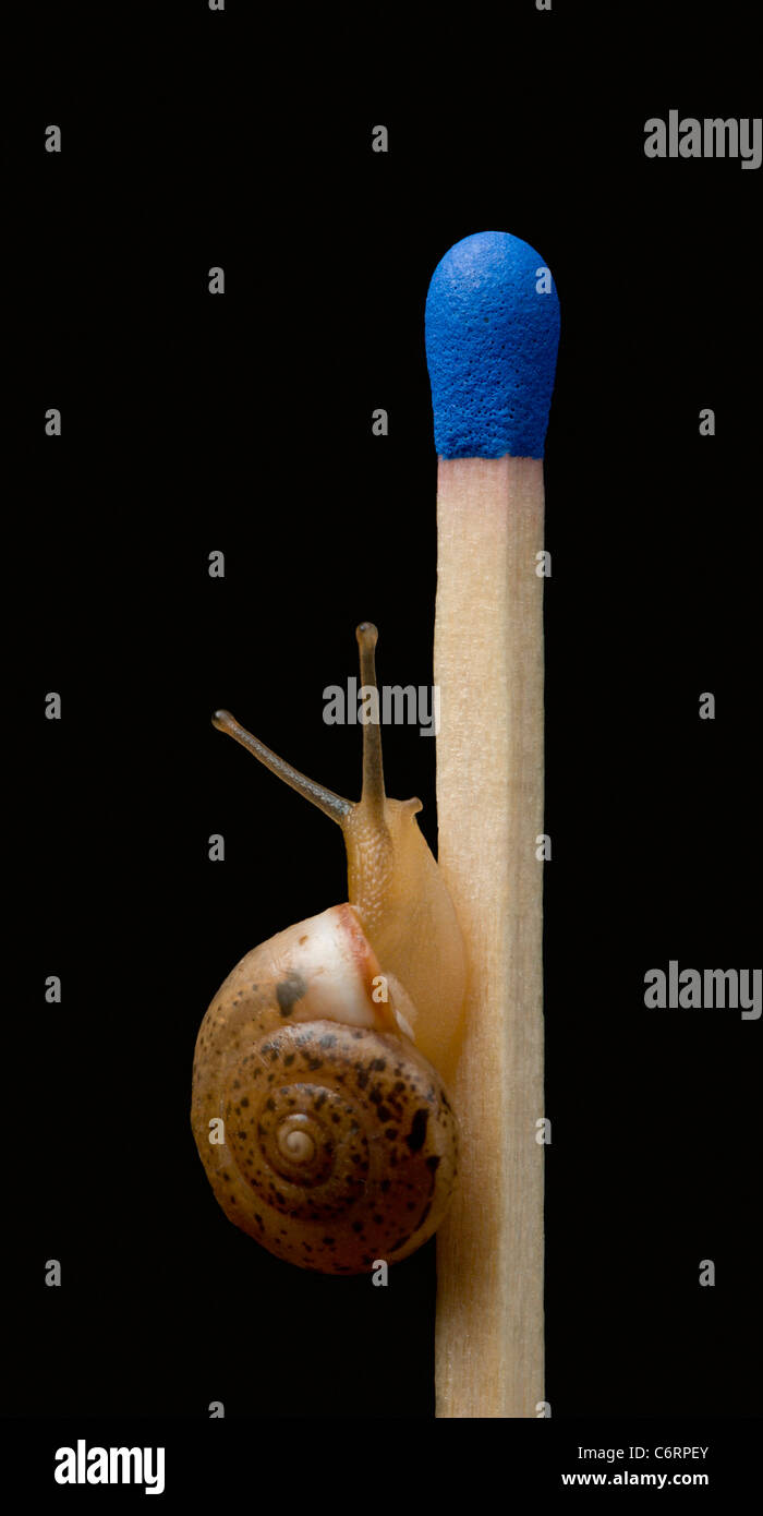 A non-manipulated image of a tiny snail on a regular-size safety match; Helix aspersa, the common Garden Snail. Stock Photo