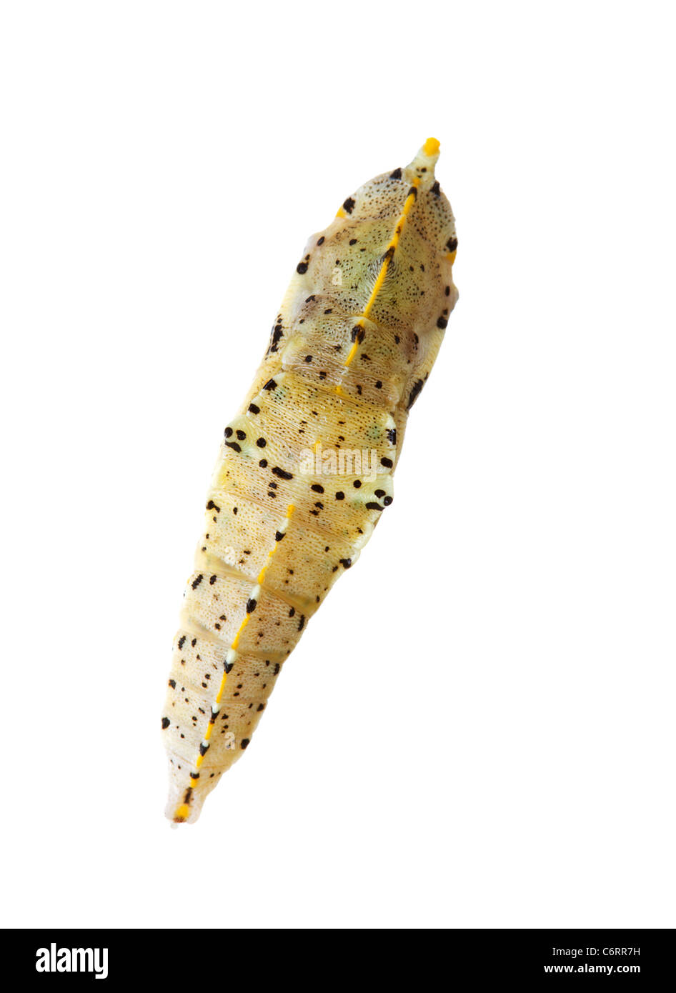 Cocoon of cabbage butterfly over white background Stock Photo Alamy