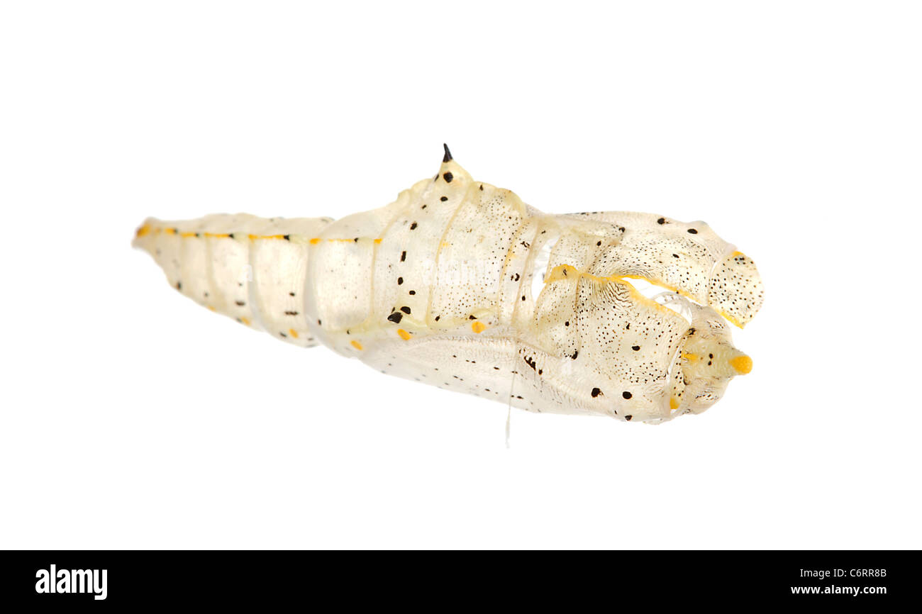 empty cocoon of cabbage butterfly over white background Stock Photo Alamy