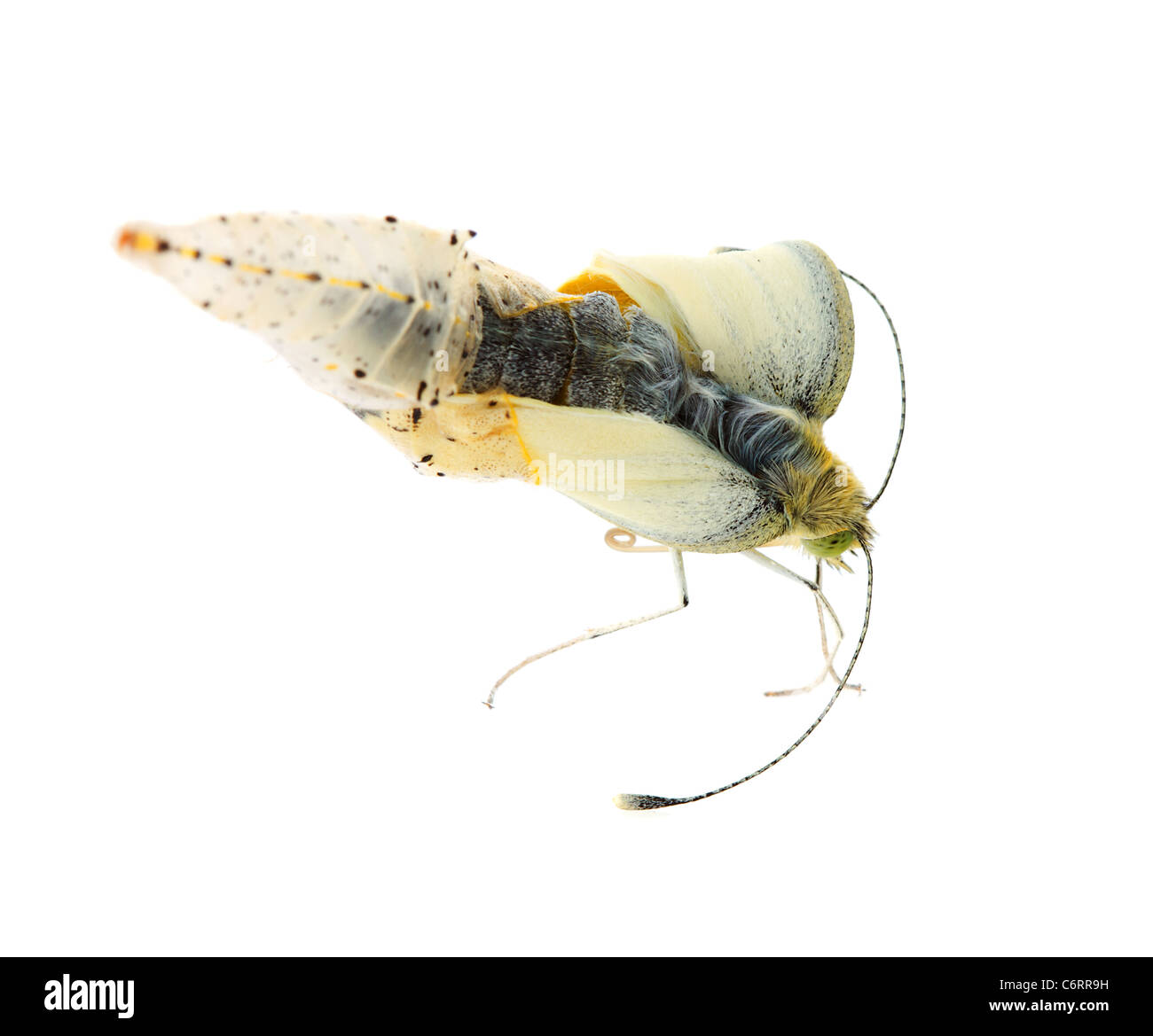 Cabbage butterfly coming out of cocoon over white background Stock