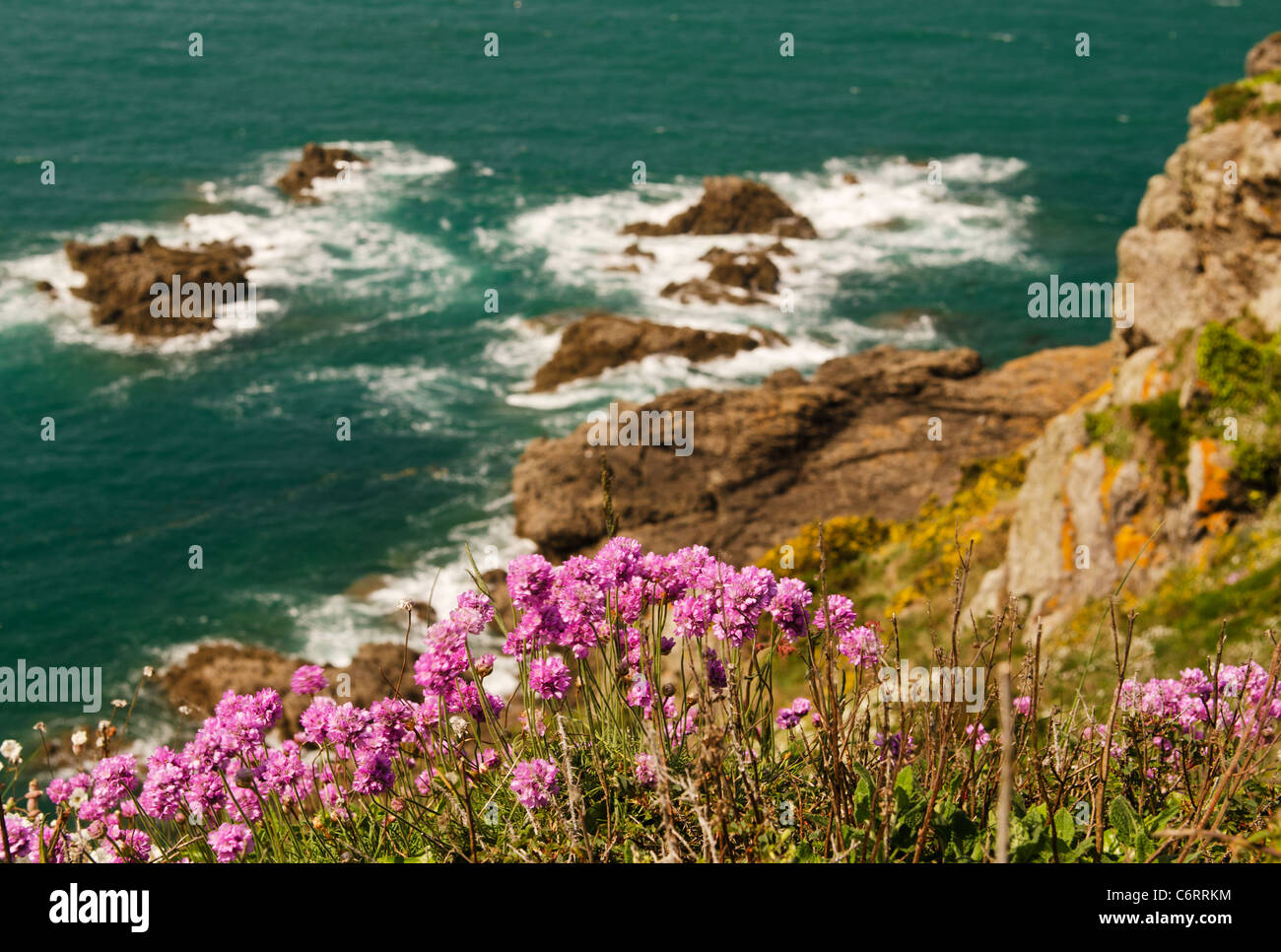 Pink coastal thrift in Brittany Stock Photo