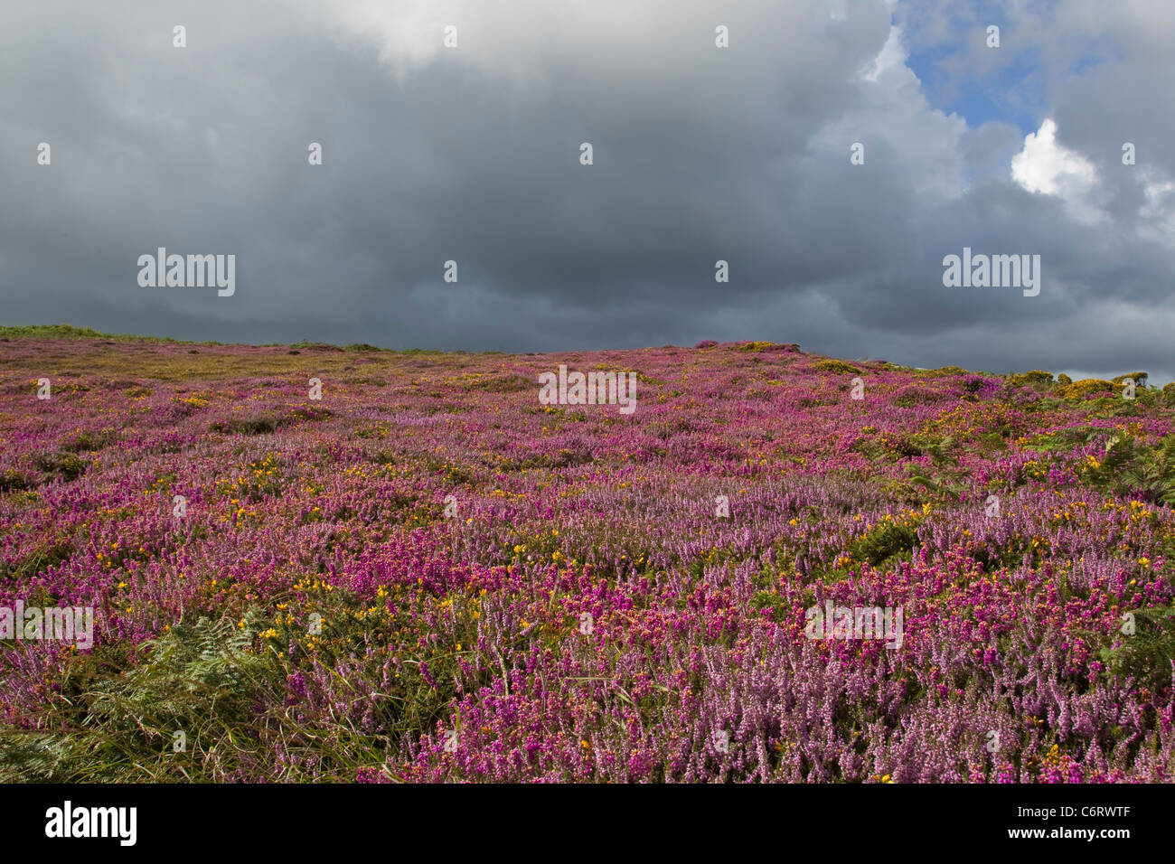 Purple Heather On The Moors Mixed With Common Gorse And Beneath