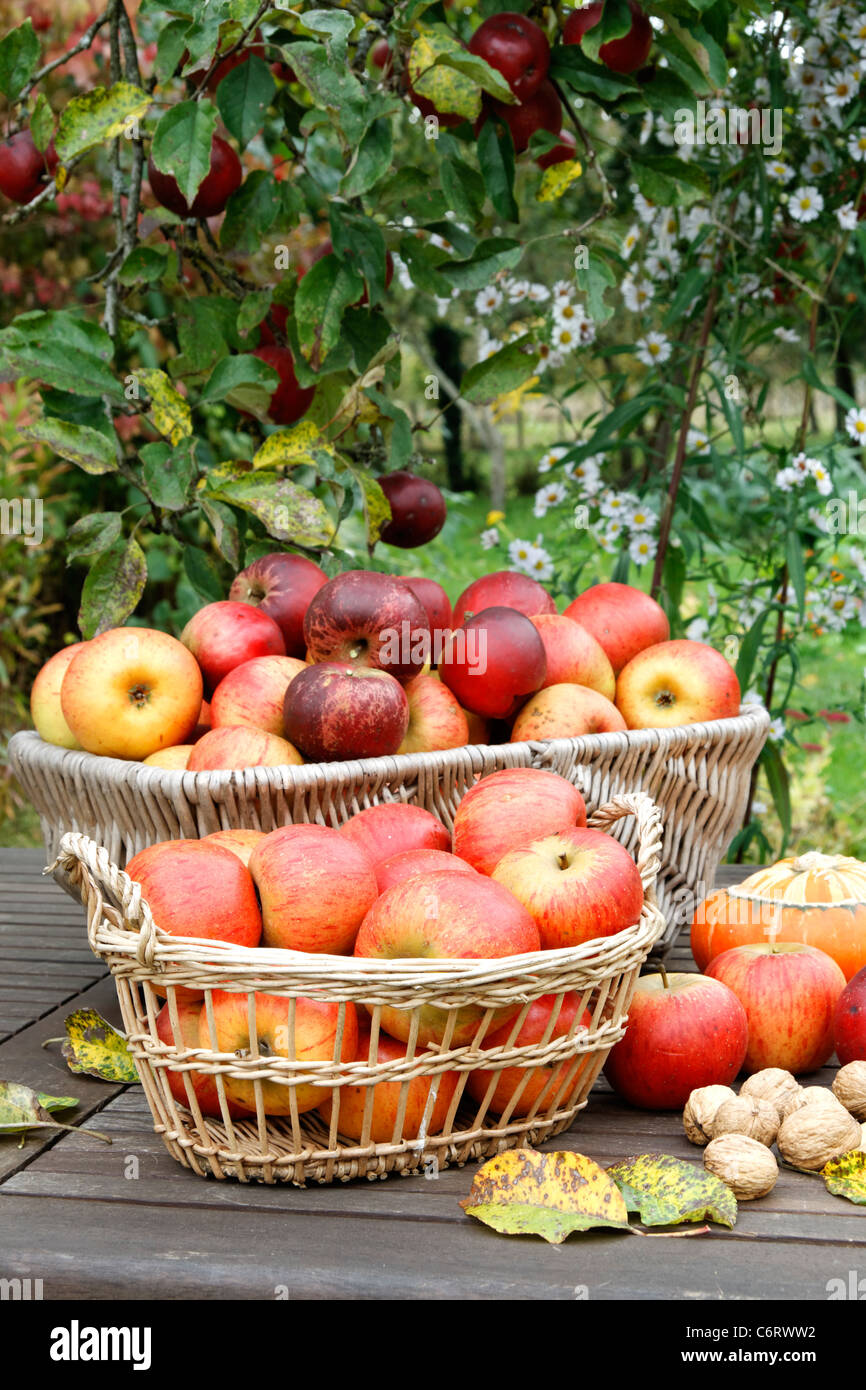 Apples : Queen Pippin and Melrose, Suzanne 's garden, Le Pas, Mayenne, Pays de la Loire, France Stock Photo