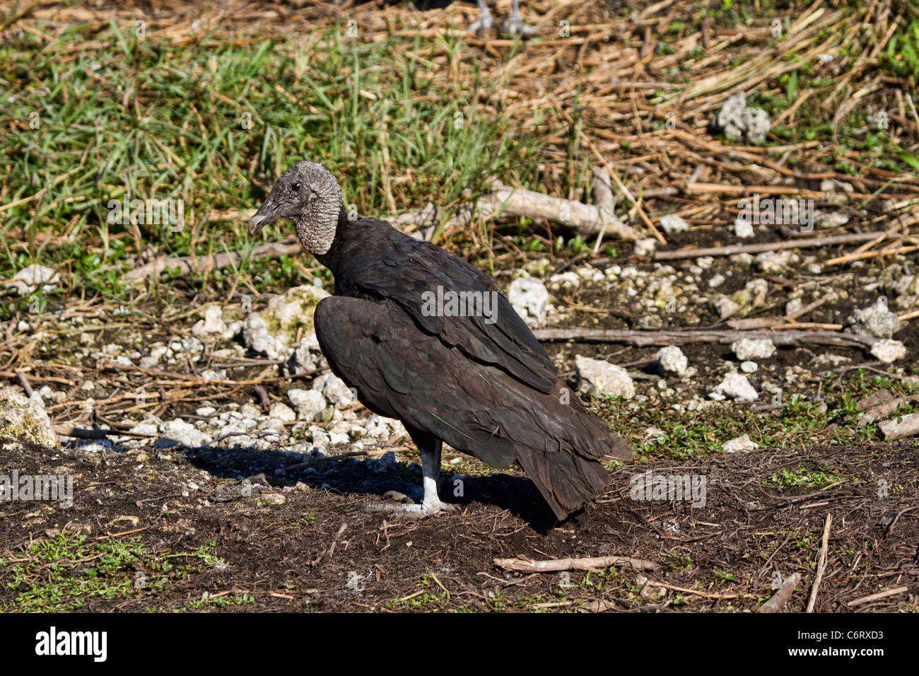 Black Vulture (Coragyps atratus) Stock Photo