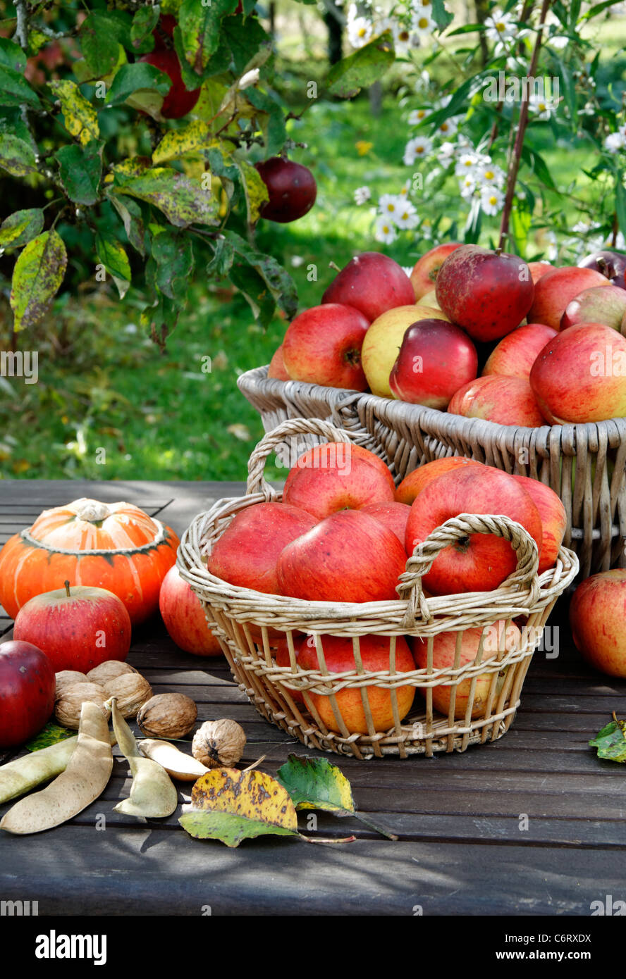 Apples : Queen Pippin and Melrose (malus domestica), Suzanne 's garden, Le Pas, Mayenne, Pays de la Loire, France Stock Photo