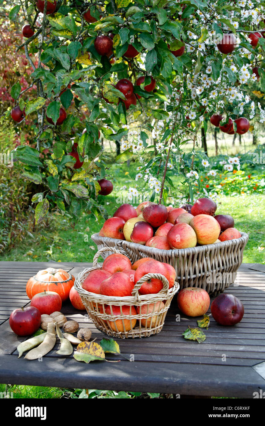 Apples : Queen Pippin and Melrose, Suzanne 's garden, Le Pas, Mayenne, Pays de la Loire, France Stock Photo