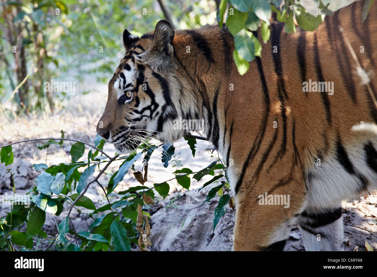 Prowling Asian tiger (Panthera tigris) in a natural jungle habitat. Thailand S. E. Asia Stock Photo