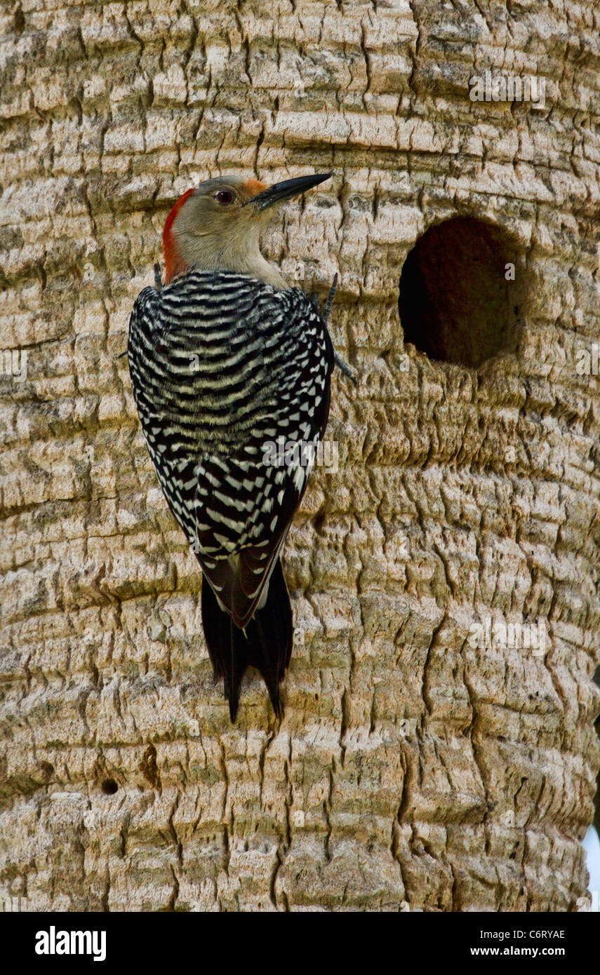 Red bellied Woodpecker (Melanerpes carolinus) perching by nest hole Stock Photo