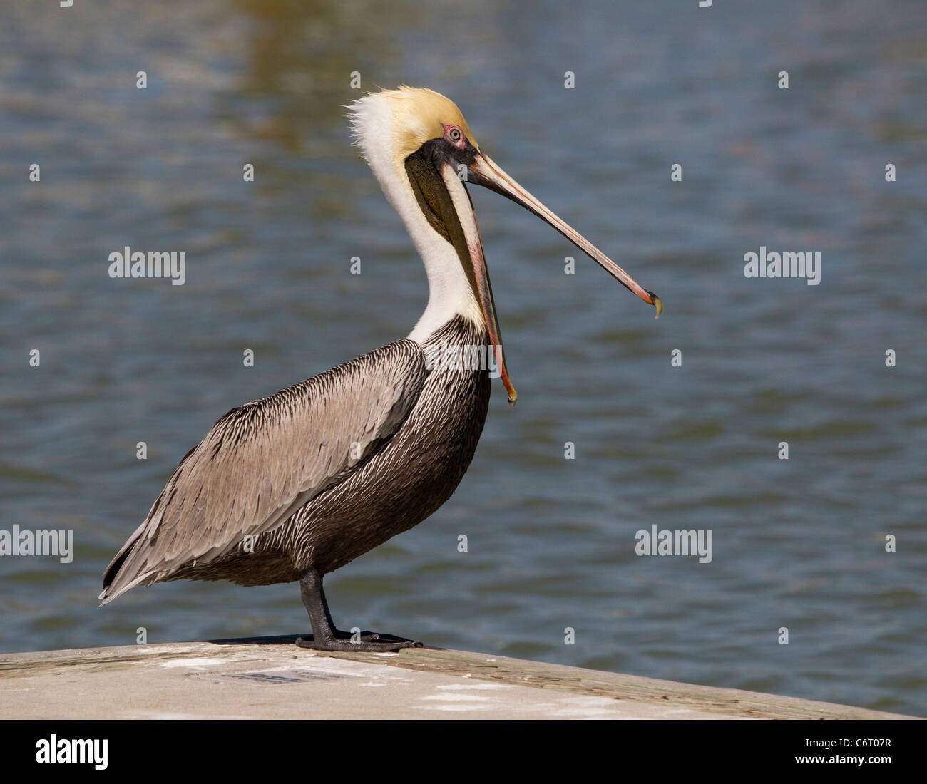 Brown Pelican (Pelecanus occidentalis) Stock Photo