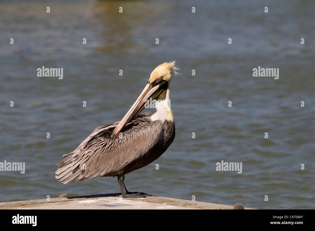 Brown Pelican (Pelecanus occidentalis) preening Stock Photo