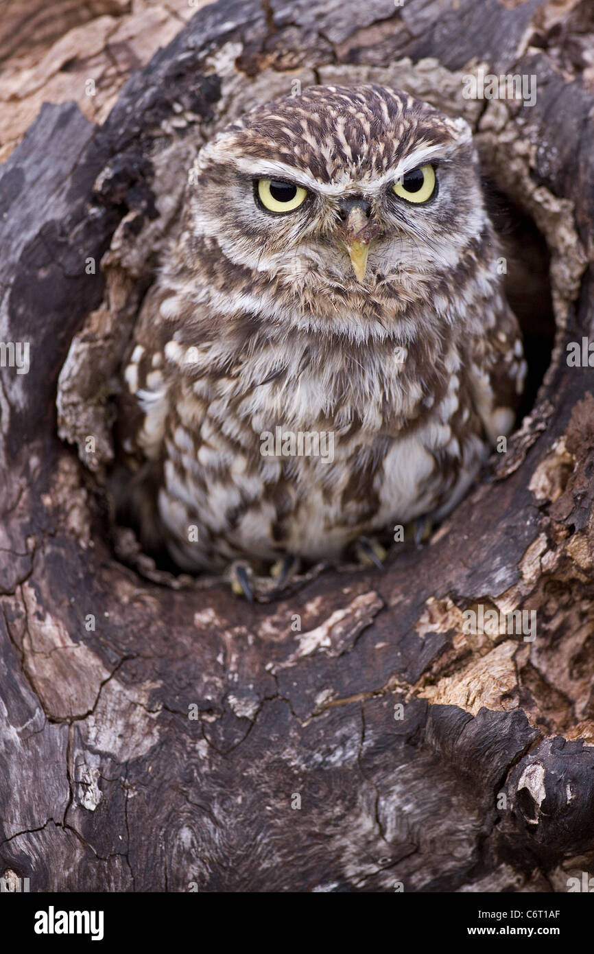 A Captive Little Owl In A Hole In A Tree Looking At The Camera Stock 