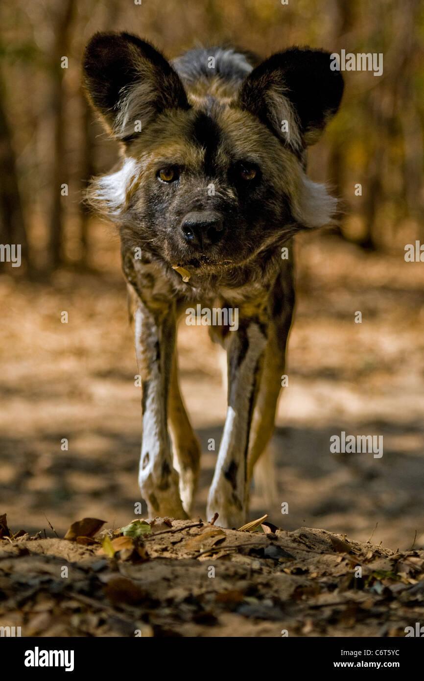 African Wild Dog, Painted Dog, Hunting Dog, Devil Dog.  Hwange National Park Zimbabwe, endangered status in Africa. Stock Photo