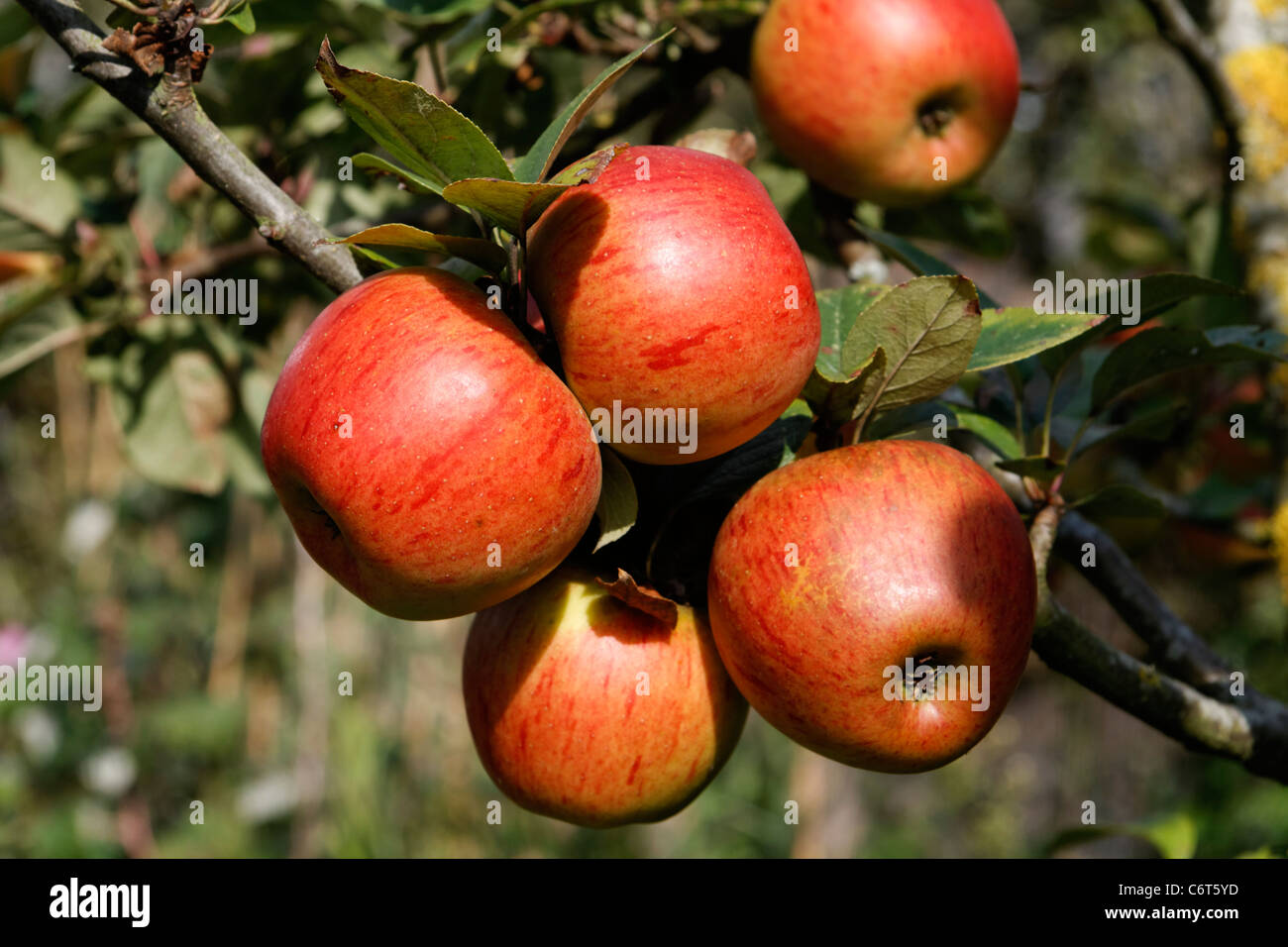 Apples : Queen Pippin on branch in a garden, Suzanne 's garden, Le Pas, Mayenne, Pays de la Loire, France Stock Photo