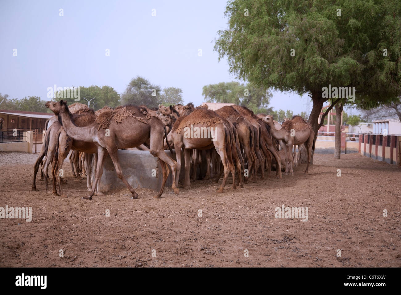 Bikaner Camel breeding farm in Rajasthan Stock Photo - Alamy